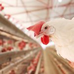 fosforan paszowy jednowapniowy